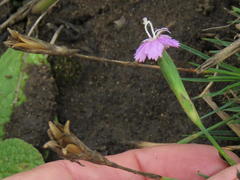Dianthus micropetalus