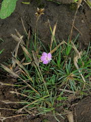 Dianthus micropetalus