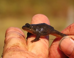 Rana pretiosa