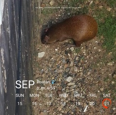 Dasyprocta ruatanica