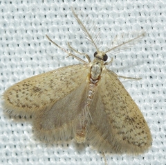 Dissoctena albidella