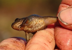 Rana pretiosa