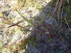Buchnera floridana image