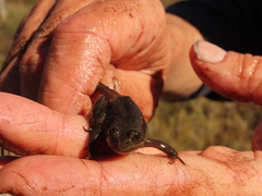 Rana pretiosa