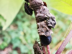 Cyrtocoris trigonus