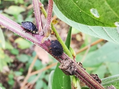 Cyrtocoris trigonus