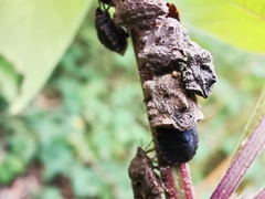 Cyrtocoris trigonus