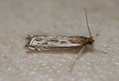 Anaclastis apicistrigellus