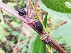 Cyrtocoris trigonus