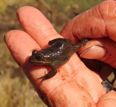 Rana pretiosa