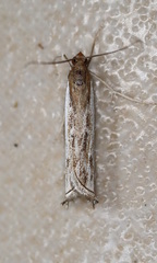 Anaclastis apicistrigellus