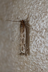 Anaclastis apicistrigellus