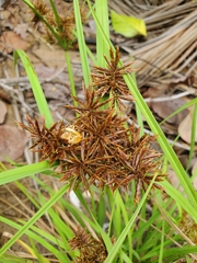 Cyperus planifolius