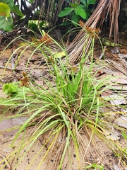 Cyperus planifolius
