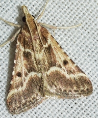 Stemmatophora borgialis