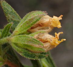 Hermannia involucrata