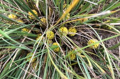 Lomandra collina