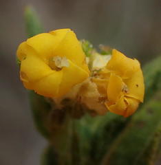 Hermannia involucrata