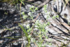 Eryngium aromaticum