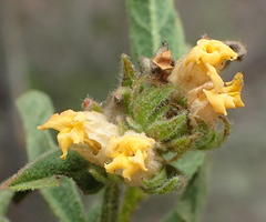 Hermannia involucrata