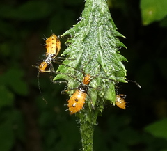 Leptoglossus gonagra