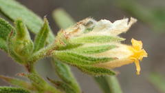 Hermannia involucrata
