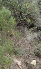 Hermannia involucrata