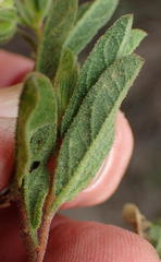 Hermannia involucrata