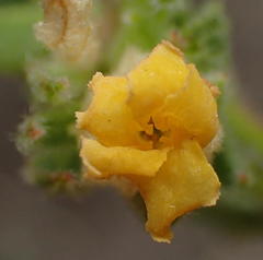 Hermannia involucrata