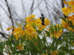 Archilochus colubris