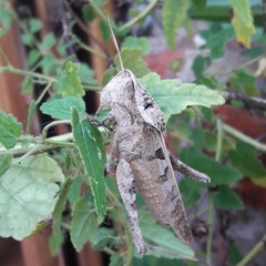Xyleus discoideus discoideus