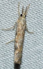 Agriphila cyrenaicellus
