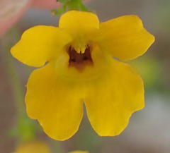 Jamesbrittenia pedunculosa