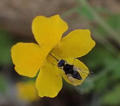 Jamesbrittenia pedunculosa
