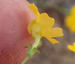 Jamesbrittenia pedunculosa