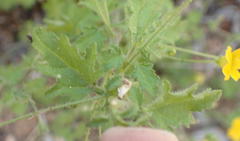 Jamesbrittenia pedunculosa