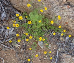 Jamesbrittenia pedunculosa