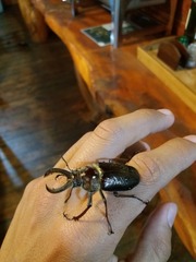 Sphaenognathus bellicosus