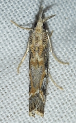 Agriphila cyrenaicellus