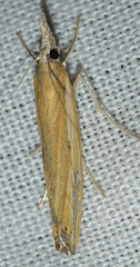 Agriphila trabeatellus