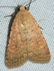 Caradrina flava
