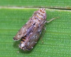 Jassargus pseudocellaris