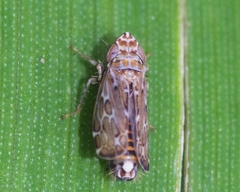 Jassargus pseudocellaris