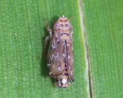 Jassargus pseudocellaris