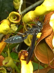 Synoeca ilheensis
