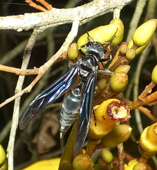 Synoeca ilheensis