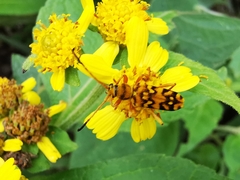 Ochraethes pollinosus