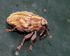 Trichosirocalus troglodytes