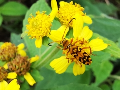 Ochraethes pollinosus