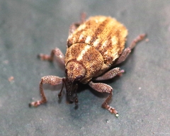 Trichosirocalus troglodytes